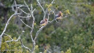 Cedar Waxwings Come Into Focus on Savannah Nest Cam  March 9 2023 [upl. by Christy]