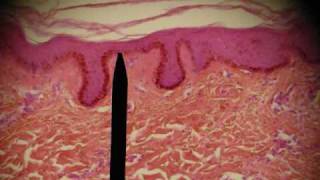 EPITHELIAL TISSUES HISTOLOGY ANATOMY Skin Intestine Professor Fink [upl. by Esoranna140]