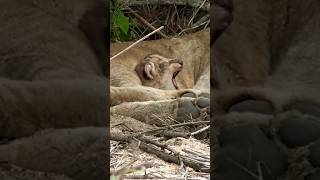 Sleepy newborn lion cub🥱😴 shortsbabylion [upl. by Peppel]