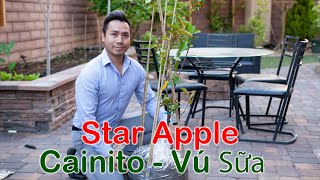 Star Apple unboxing Cainito Caimito  Trồng Vú Sữa  GreenMangoes Growyourown Gardening [upl. by Leda298]