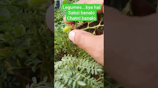 ytshort viral 10thscience biology legumes pods leguminousplants kdsir [upl. by Vicky]