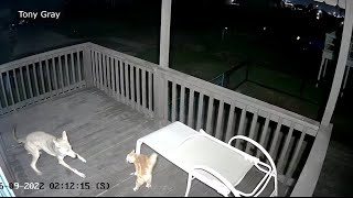 Wild video shows cat fights off coyote narrowly escapes attack on Texas porch [upl. by Flaherty]