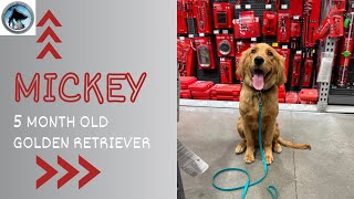 Mickey  5 Month Old Golden Retriever  14 Day Advanced Training Journey  Impulse Control [upl. by Marou]