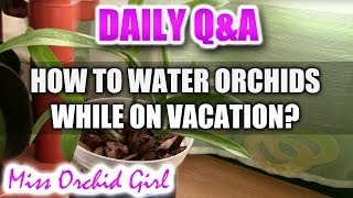 QampA How to keep Orchids watered during vacations [upl. by Demahum]