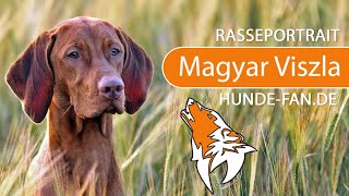 ► Magyar Vizsla 2019 Rasse Aussehen amp Charakter [upl. by Tnahsarp]