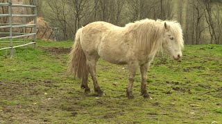 Equitation  pénurie de chevaux dans les centres équestres [upl. by Aikan]