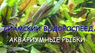 Сиамский водорослеед Crossocheilus siamensis САЕ Siamese Algae Eater [upl. by Parrish387]