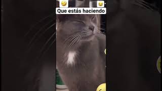 Gato llorando [upl. by Sal]