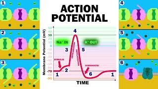 THE ACTION POTENTIAL [upl. by Balch672]