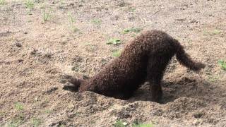 Lagotto Romagnolo Fungo kaivaa kuopan [upl. by Mulry]