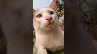 ceut catyoutubeshorts shorts shortvideo catlover cute love catbaby [upl. by Philipp]