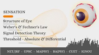 Sensation amp Perception1 Threshold Webers amp Fechners Law  Signal Detection Theory Adaptation [upl. by Euqinwahs]