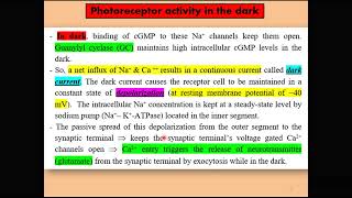 Photoreceptor potential [upl. by Bolanger306]