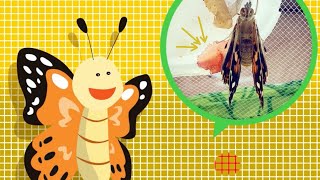 What Is Meconium  Butterfly Garden  Insect Lore [upl. by Feodora]