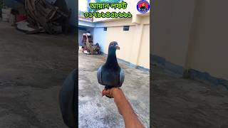 resar kabutar রেসার কবুতররেসার কবুতরের দাম রেসার কবুতরের বাচ্চার দাম রেসার কবুতর ট্রেনিংshorts [upl. by Niarbo]