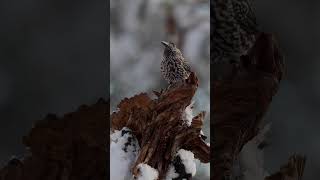 SPOTTED NUTCRACKER nucifraga caryocatactes [upl. by Greysun]