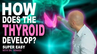 Embryology of the Thyroid Easy to Understand [upl. by Allemap910]