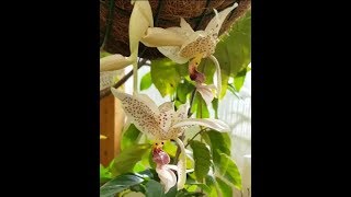 Stanhopea tigrina flower [upl. by Liryc517]