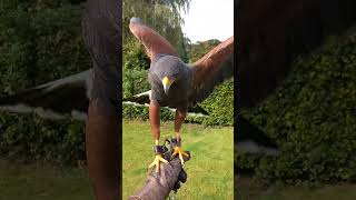 HARRIS HAWK ON THE FIST [upl. by Andrey]