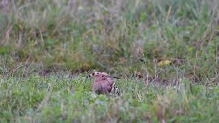 The Hoopoe Bird part two [upl. by Radford]