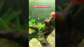 What Is Happening With My Nerite Snail 🤣 🐌 shorts [upl. by Lienad]