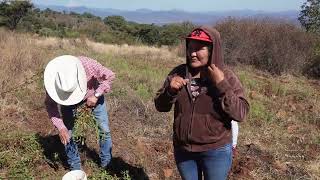 ASI SE CULTIVA EL CACAHUATE O MANÍ parientesdelrancho [upl. by Clementine]