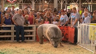 Big Animals  Iowa State Fair 2015 [upl. by Pond]