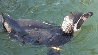 Humboldt penguin swimming【Edogawa Nature Zoo in Tokyo Japan 】 [upl. by Llevra]