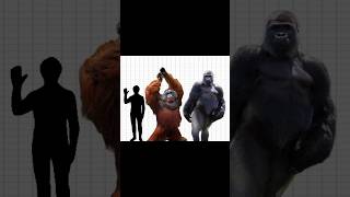 bornean orangutan and western lowland gorilla size comparison made by me [upl. by Moulden]