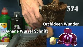 Banane schneiden umtopfen Orchidee blüht und Auslosung der Sternfrucht Samen [upl. by Veradia240]