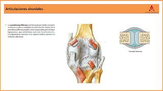 10 Articulaciones sinoviales Clase de Anatomía Humana de Gray [upl. by Aicatsan]