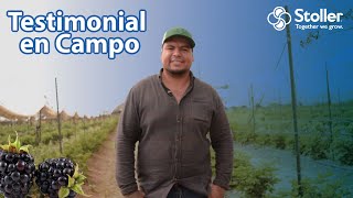 Testimonio de Campo en el Cultivo de Zarzamora [upl. by Aibat]