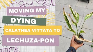 Moving my Dying Calathea Vitatta to PON  Propagate in PON [upl. by Alasteir]