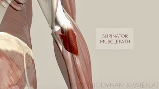 Supinator Muscle Musclepath Origin Insertion 3D Animation [upl. by Ahsimat]