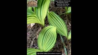 Bulbous Plants Series Haemanthus Convallaria Ornithogalum and Freesia Species [upl. by Hopkins114]