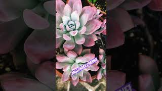 Opalina plants succulentangelharachannel succulentcollection plantita succulentjapangroup [upl. by Andris]