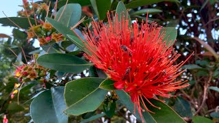 First Love Penda Tree  Crimson Penda Plant xanthostemon chrysanthus [upl. by Tristan160]