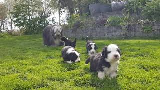 Bearded Collie puppies  4 weeks old first time outdoors [upl. by Aleil]