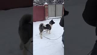 1 American akita vs 7 Dogs [upl. by Mcgee]