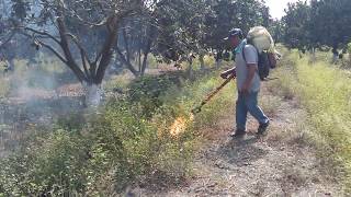 Control de malezas en frutales cultivo orgánico [upl. by Ailel]