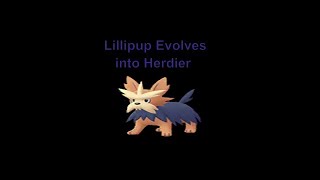 Pokémon GO Lillipup Evolves Into A Herdier [upl. by Gurney818]