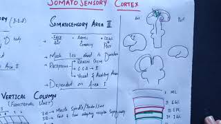 neurophysiology Chapter 48 Somatosensory cortex somatosensory association areasmedicallectures [upl. by Wendall]