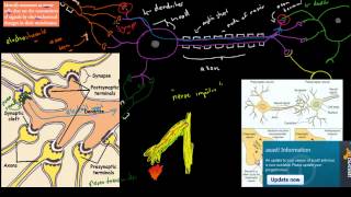 C73 Neurons  electrochemical messengers HSC biology [upl. by Segroeg571]