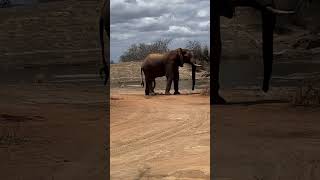 Ithuba Tsavo East shortsfeed wildlife elephants [upl. by Eicart940]