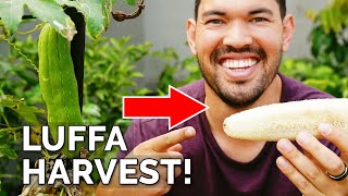 I Grew My Own Luffa Sponge  Luffa Gourd Harvest amp Growing Tips [upl. by Attey]