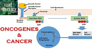 NEOPLASIA 2 HALLMARKS OF CANCER  Protooncogenes Oncogenes amp Oncoproteins [upl. by Harod]