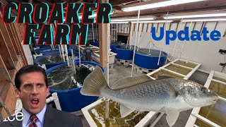 Croaker Farm Update [upl. by Izaak]