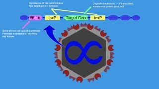 CreLox Optogenetics and the Brain Reward System [upl. by Ainahtan]