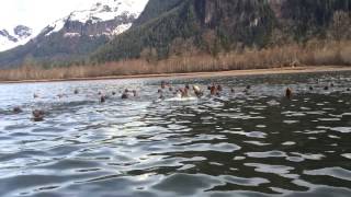 Skeena River  Eulachon run  Sea lion [upl. by Ayahsal]