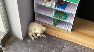 A puppy suddenly ran into the store cowering in fear in a corner [upl. by Pan]